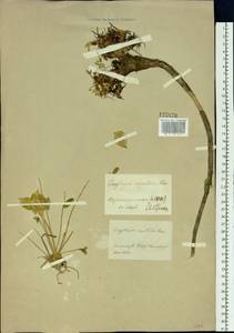 Oxytropis caespitosa (Pall.)Pers., Siberia, Baikal & Transbaikal region (S4) (Russia)