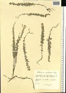 Artemisia austriaca Jacq., Eastern Europe, South Ukrainian region (E12) (Ukraine)