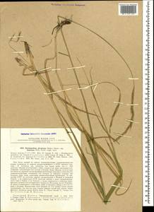 Brachypodium sylvaticum (Huds.) P.Beauv., Caucasus, Black Sea Shore (from Novorossiysk to Adler) (K3) (Russia)