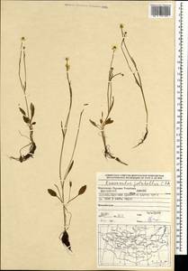 Ranunculus pulchellus C. A. Mey., Mongolia (MONG) (Mongolia)