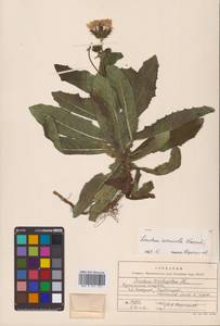 Sonchus brachyotus DC., Siberia, Russian Far East (S6) (Russia)
