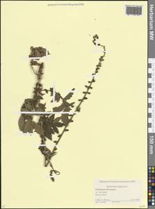 Agrimonia eupatoria L., Caucasus, Stavropol Krai, Karachay-Cherkessia & Kabardino-Balkaria (K1b) (Russia)