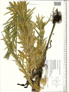 Artemisia dubia Wall. ex Besser, Eastern Europe, Central region (E4) (Russia)