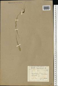 Setaria viridis (L.) P.Beauv., Eastern Europe, North Ukrainian region (E11) (Ukraine)