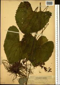 Ligularia fischeri (Ledeb.) Turcz., Siberia, Russian Far East (S6) (Russia)