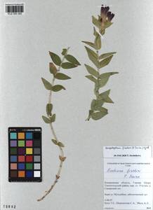KUZ 000 382, Gentiana septemfida subsp. septemfida, Siberia, Altai & Sayany Mountains (S2) (Russia)