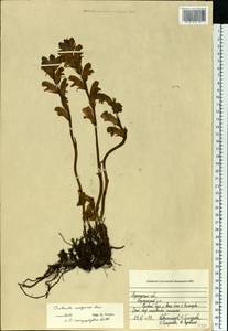 Orobanche caryophyllacea Sm., Eastern Europe, Central forest-and-steppe region (E6) (Russia)