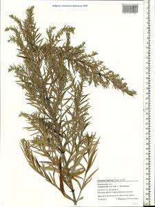 Artemisia dubia Wall. ex Besser, Eastern Europe, Moscow region (E4a) (Russia)