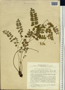 Hedysarum vicioides subsp. japonicum (Fedtsch.)B.H.Choi & H.Ohashi, Siberia, Russian Far East (S6) (Russia)