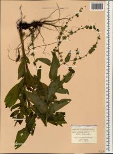 Cynoglossum montanum L., Caucasus, Krasnodar Krai & Adygea (K1a) (Russia)