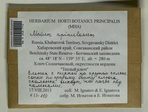 Mnium spinulosum Bruch & Schimp., Bryophytes, Bryophytes - Russian Far East (excl. Chukotka & Kamchatka) (B20) (Russia)