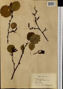Alnus hirsuta (Spach) Rupr., Siberia, Russian Far East (S6) (Russia)