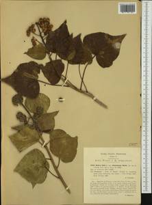 Hedera helix f. poetarum (Nicotra) Mc All. & A. Rutherf., Western Europe (EUR) (Italy)