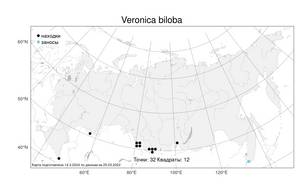 Veronica biloba Schreb. ex L., Atlas of the Russian Flora (FLORUS) (Russia)