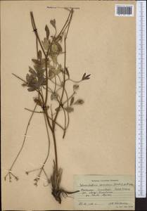 Sphaenolobium tianschanicum (Korovin) Pimenov, Middle Asia, Western Tian Shan & Karatau (M3) (Kazakhstan)
