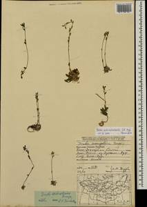 Draba subamplexicaulis C.A. Mey., Mongolia (MONG) (Mongolia)