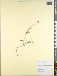 Brassica rapa subsp. oleifera (DC.) Metzg., Caucasus, Krasnodar Krai & Adygea (K1a) (Russia)