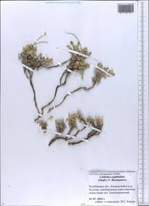 Galitzkya spathulata (Stephan) V.V. Botschantz., Eastern Europe, Eastern region (E10) (Russia)