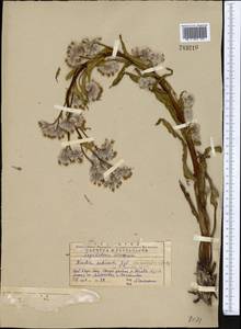 Rindera austroechinata Popov, Middle Asia, Western Tian Shan & Karatau (M3) (Kazakhstan)
