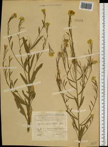 Erysimum odoratum Ehrh., Siberia, Baikal & Transbaikal region (S4) (Russia)