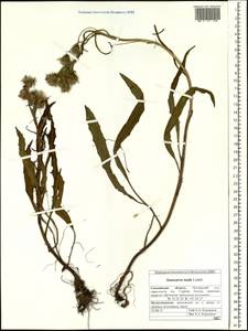 Saussurea nuda, Siberia, Russian Far East (S6) (Russia)