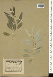 Elaeagnus angustifolia L., Caucasus, Armenia (K5) (Armenia)