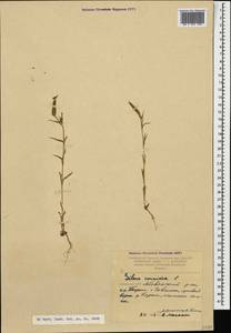 Silene conoidea L., Caucasus, Armenia (K5) (Armenia)