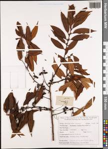 Lindera caudata (Nees) Hook. fil., South Asia, South Asia (Asia outside ex-Soviet states and Mongolia) (ASIA) (Vietnam)