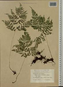 Cystopteris montana (Lam.) Desv., Siberia, Altai & Sayany Mountains (S2) (Russia)
