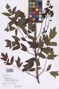 Thalictrum flavum L., Eastern Europe, Central forest-and-steppe region (E6) (Russia)
