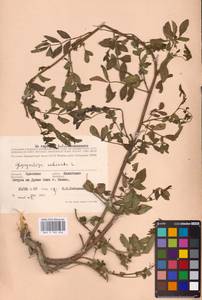 Glycyrrhiza echinata L., Eastern Europe, South Ukrainian region (E12) (Ukraine)