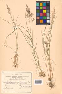 Agrostis flaccida Hack., Siberia, Russian Far East (S6) (Russia)