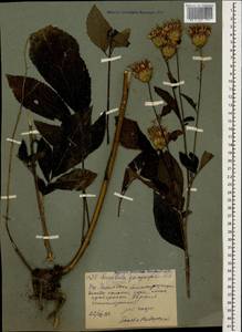 Klasea quinquefolia (Willd.) Greuter & Wagenitz, Caucasus, North Ossetia, Ingushetia & Chechnya (K1c) (Russia)
