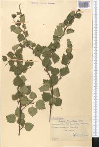 Betula tianschanica Rupr., Middle Asia, Western Tian Shan & Karatau (M3) (Kazakhstan)