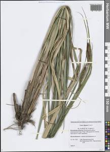 Carex riparia Curtis, Eastern Europe, Central region (E4) (Russia)