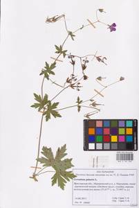 Geranium palustre L., Eastern Europe, Central forest region (E5) (Russia)