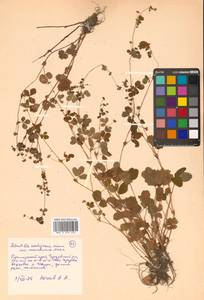 Potentilla centigrana Maxim., Siberia, Russian Far East (S6) (Russia)