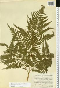 Pteridium aquilinum subsp. japonicum (Nakai) Á. Löve & D. Löve, Siberia, Central Siberia (S3) (Russia)