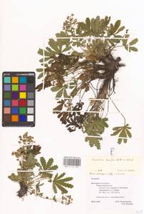 Potentilla humifusa Willd. ex D. F. K. Schltdl., Eastern Europe, Central forest-and-steppe region (E6) (Russia)