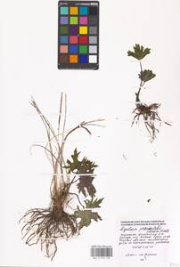 Ligularia przewalskii (Maxim.) Diels, Eastern Europe, Moscow region (E4a) (Russia)
