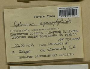 Cyrtomnium hymenophylloides (Huebener) T.J. Kop., Bryophytes, Bryophytes - Permsky Krai, Udmurt Republic, Sverdlovsk & Kirov Oblasts (B8) (Russia)