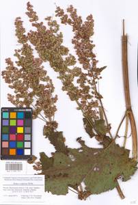 Rumex confertus Willd., Eastern Europe, Moscow region (E4a) (Russia)