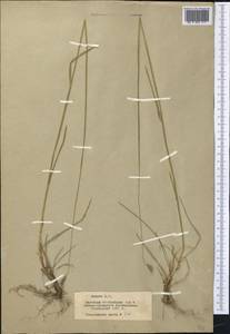 Hordeum brevisubulatum (Trin.) Link, Middle Asia, Northern & Central Tian Shan (M4) (Kazakhstan)