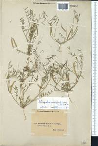 Astragalus campylorhynchus Fischer & C. A. Meyer, Middle Asia, Syr-Darian deserts & Kyzylkum (M7) (Uzbekistan)