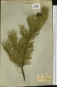 Pinus sylvestris L., Siberia, Yakutia (S5) (Russia)