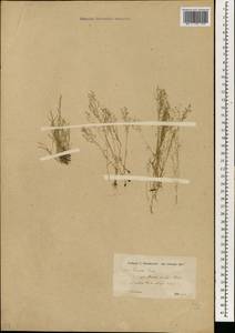 Eremopoa persica (Trin.) Roshev., South Asia, South Asia (Asia outside ex-Soviet states and Mongolia) (ASIA) (Iran)