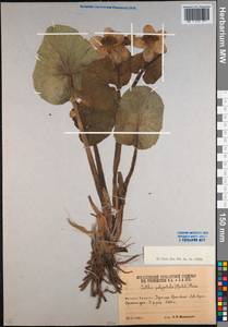 Caltha palustris var. polypetala (Hochst. ex Lorent) Huth, Caucasus, South Ossetia (K4b) (South Ossetia)