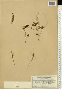 Cuscuta epithymum (L.) L., Eastern Europe, Moscow region (E4a) (Russia)