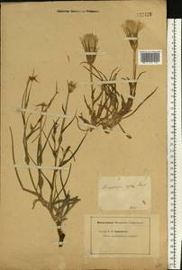 Tragopogon ruber S. G. Gmel., Eastern Europe, Lower Volga region (E9) (Russia)