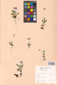 Primula farinosa L., Western Europe (EUR) (Switzerland)
